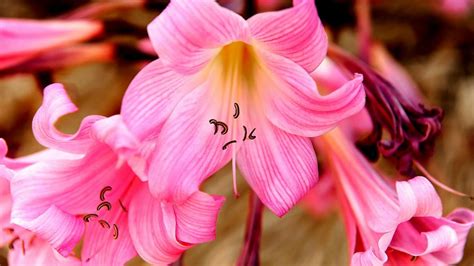 bare naked lady plant|How to Grow Naked Lady Lilies or Amaryllis Belladonna